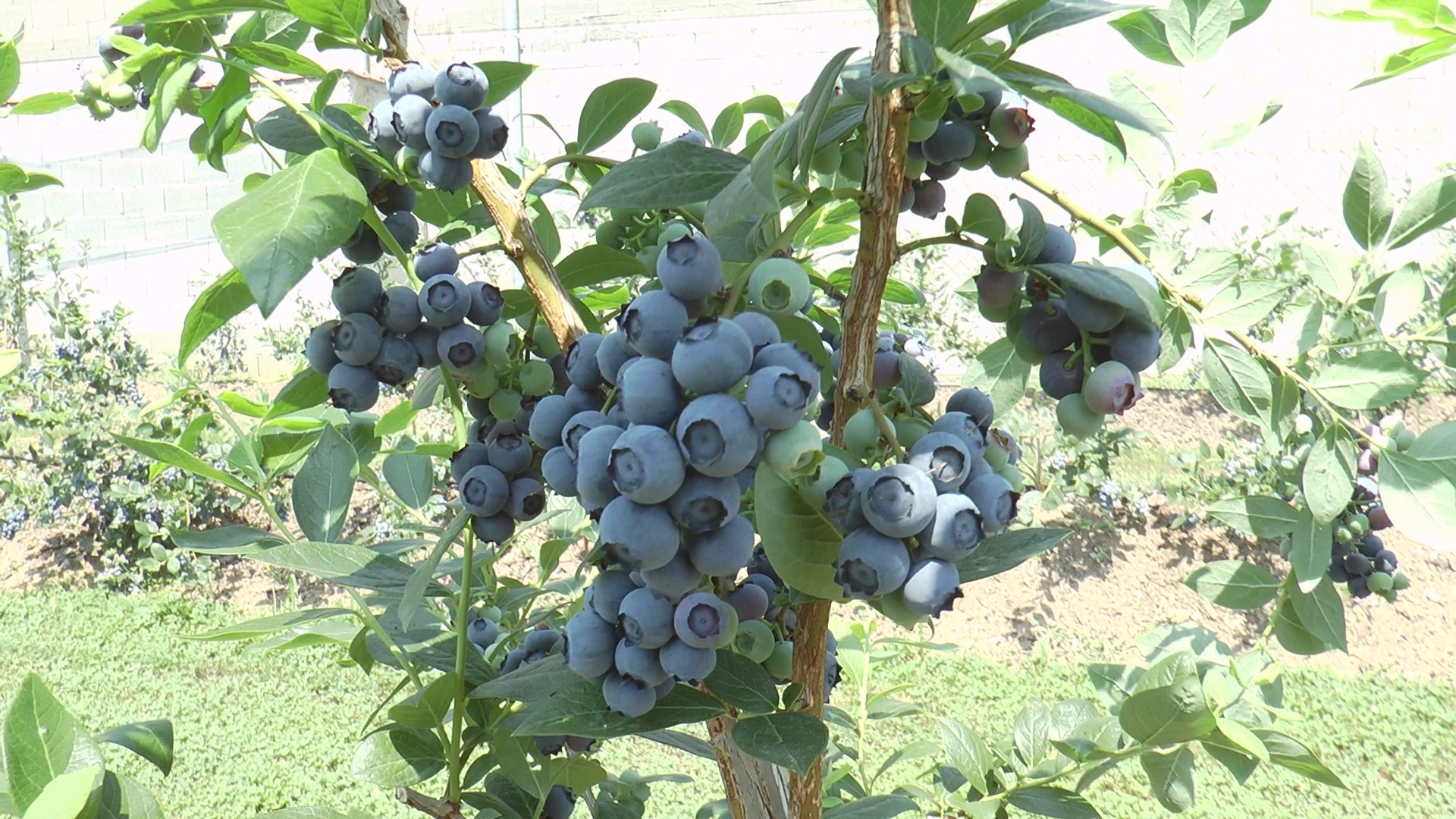 Da li je ovo najisplativije voće? "Plavo zlato" je savršeno za male parcele, cena u izvozu ide do 8 evra