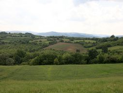 Rača