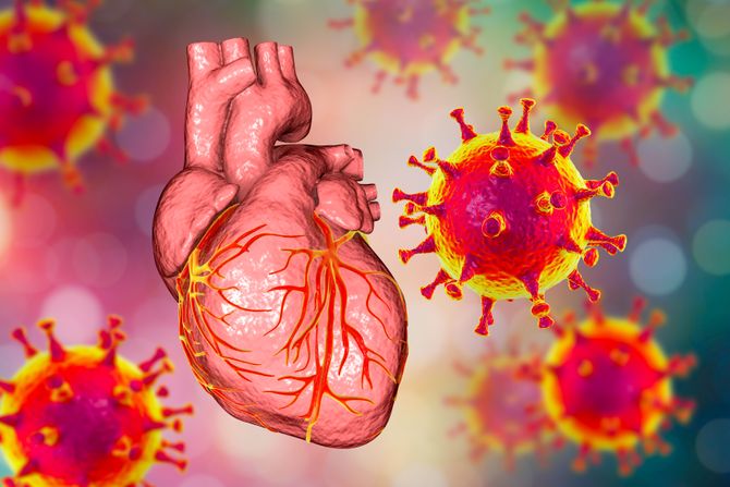 korona virus, korona, infekcija, srce, kardiovaskularni sistem