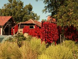 Donja Lokošnica, paprike