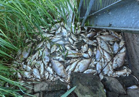 Reka Odra Oder Nemačka Poljska pomor ribe mrtva riba