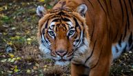 Tigrica ubila radnika zoo-vrta u Mariupolju: Ušao u kavez da je nahrani, pa sam postao plen