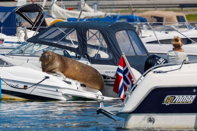 Freja, ženka morža, Norway Walrus Euthanized