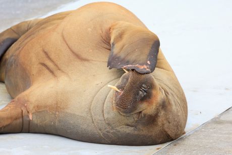 ženka morža, Norway Walrus Euthanized