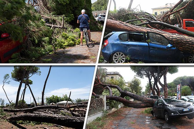 Italija Toskana Tuscany nevreme oluja tornado srušeno drveće