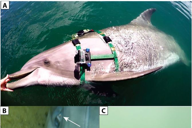 Studija delfini o delfinima Studija delfini o delfinima