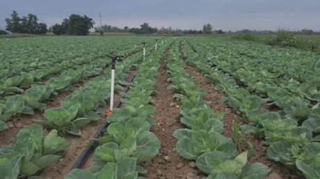 Selo prestonica kupusa