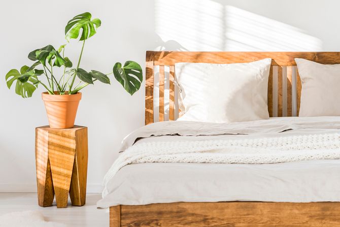 spavaca soba, sobna biljka, biljke spavaca soba, sobna biljka, biljke