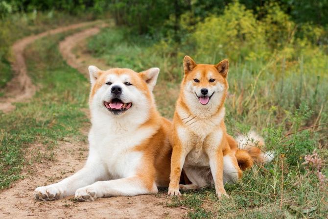 Akita inu