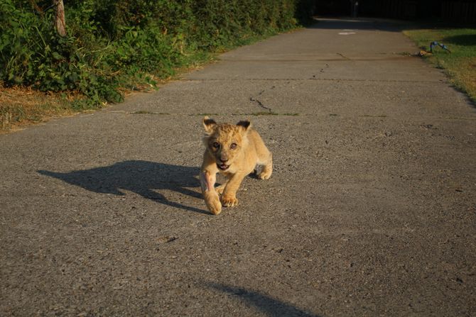 lavić, lav, Zoo vrt Palić