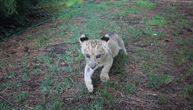 We find out where "seized" lion cub is and how he's doing: He has 3 meat meals, space being prepared for him