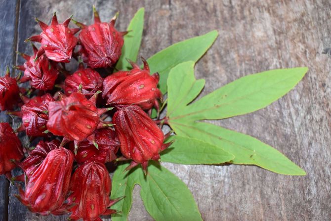 Hibiskus, biljka