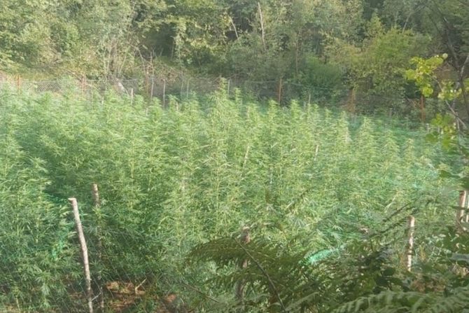 marihuana, podgorica, cetinje, hapšenje