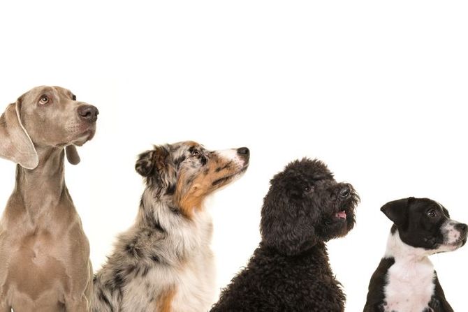 Izložba pasa Srbija Izložba pasa Srbija