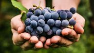 Stručnjaci je zovu zanemarenom superhranom: Ova voćka utiče na srce, mozak i dugovečnost