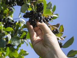 aronija, uzgoj branje aronije