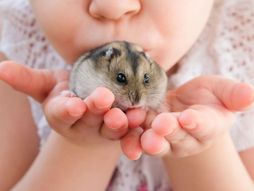 Hrčak kućni ljubimac