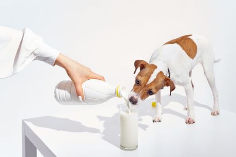 Pas i mleko