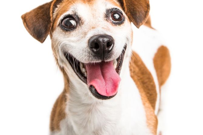 Pas i osmeh Pas i osmeh