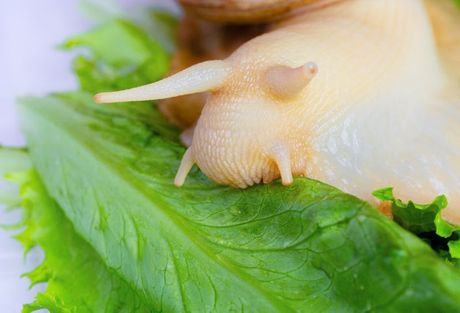 Baštenski puž kućni ljubimac