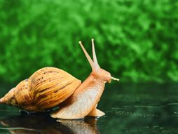 Baštenski puž kućni ljubimac