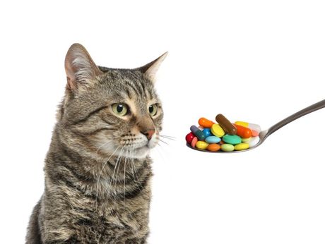 Mačka i suplementi u ishrani