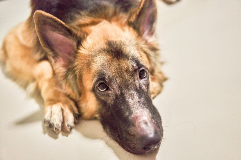 kako miriše gljivična infekcija kod pasa