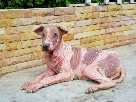 kako miriše gljivična infekcija kod pasa