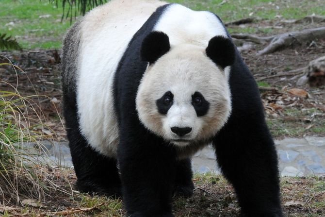 Panda