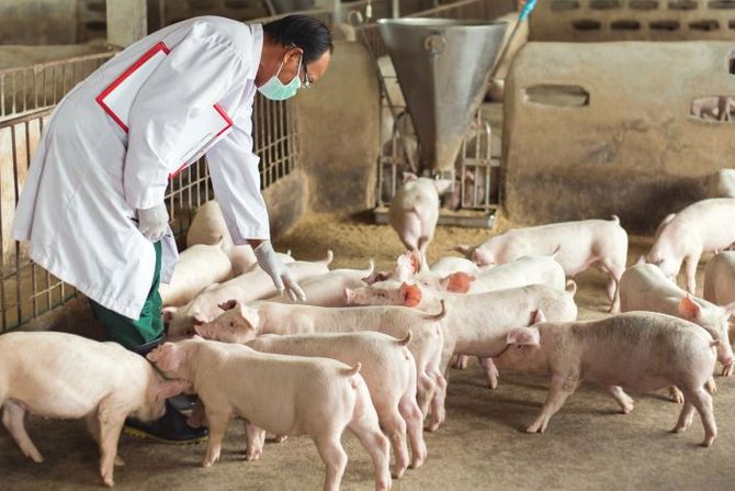 Afrička kuga svinja Afrička kuga svinja