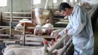 Vlada formirala štab za suzbijanje afričke kuge svinja
