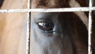 Poznato gde se nalazi konj koji je brutalno pretučen u Karlovcima: Zlostavljačima određen jednomesečni pritvor