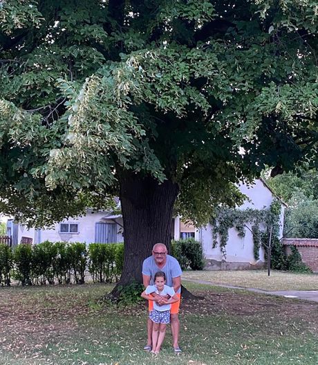 Lipa stara sto godina