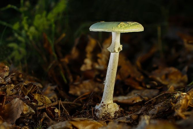 pečurka zelena pupavka Amanita phalloides