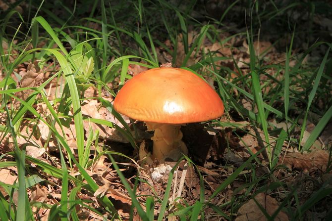 Jajčara ili Blagva pečurka Amanita caesarea