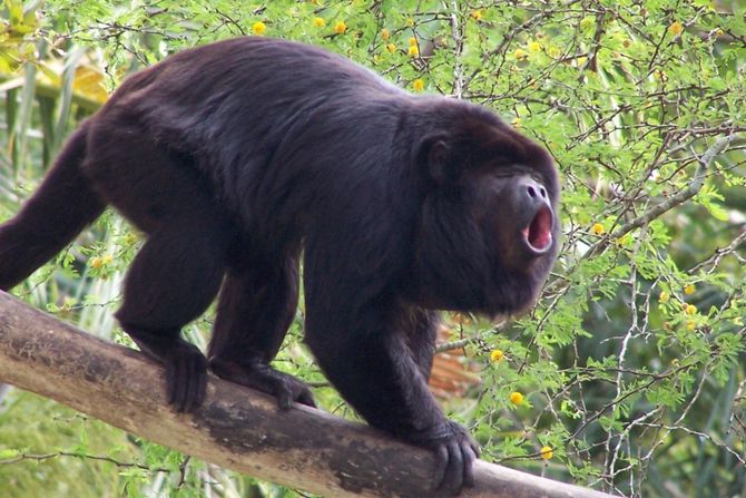 Majmun Drekavac Howler Monkey Majmun Drekavac Howler Monkey