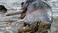 U telu nasukanog kita pronađen ćilibar: Grumen težak skoro 10 kilograma vredi 500.000 evra