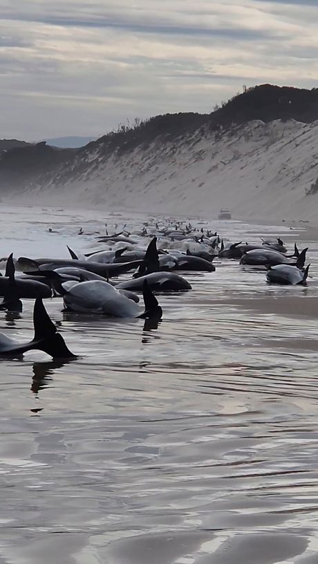 Oko 230 kitova nasukanih na zapadnoj obali Tasmanije, kitovi, Tasmanija