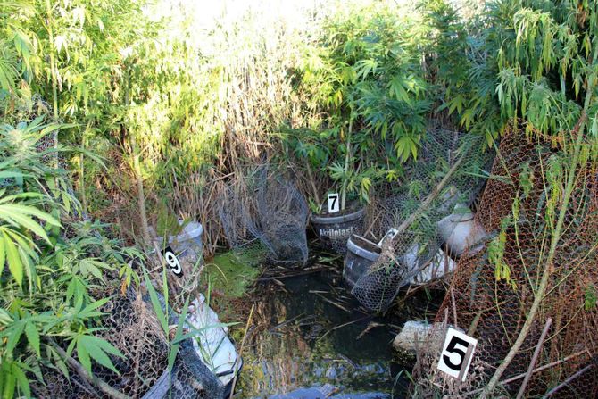 Zasad indijska konoplja trava marihuana droga ribnjak