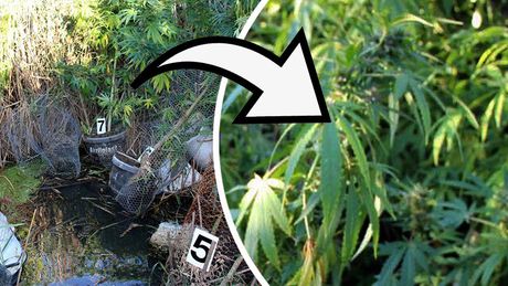 Zasad indijska konoplja trava marihuana droga ribnjak
