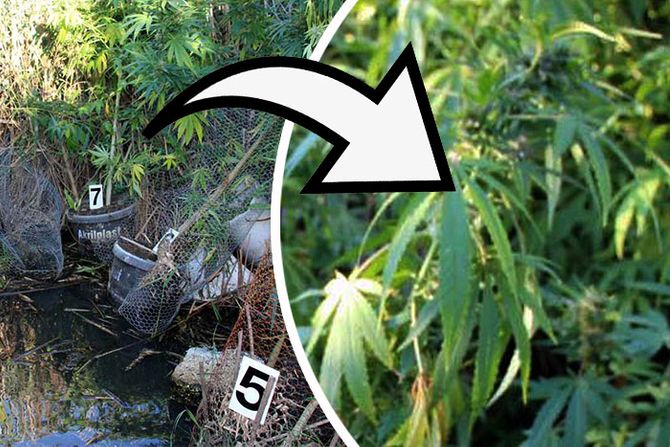 Zasad indijska konoplja trava marihuana droga ribnjak