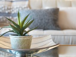 Aloe vera, biljka, cveće, nega cveća