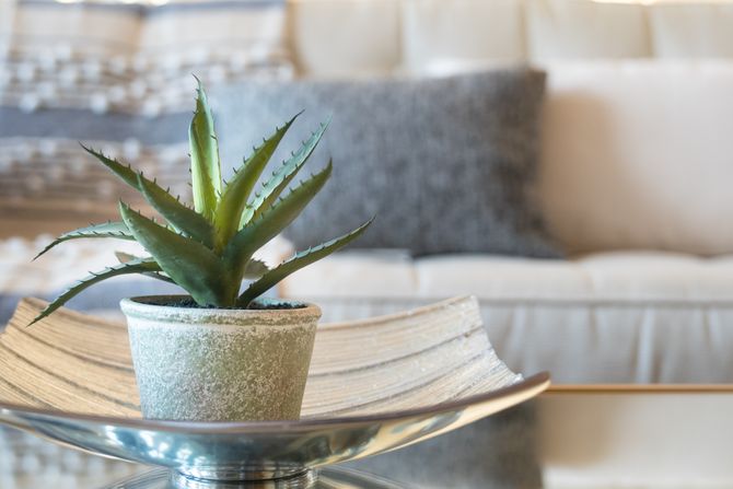 Aloe vera, biljka, cveće, nega cveća Aloe vera, biljka, cveće, nega cveća