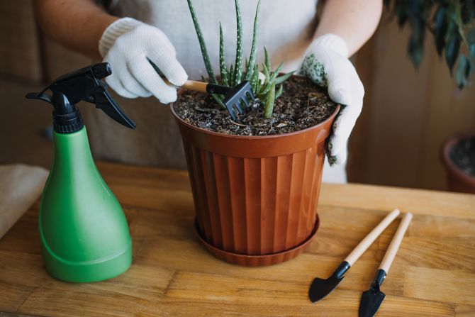 Aloe vera, biljka, cveće, nega cveća