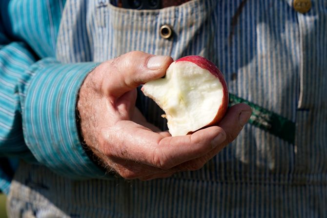 organske jabuke, Organic Farmers Wanted organske jabuke, Organic Farmers Wanted
