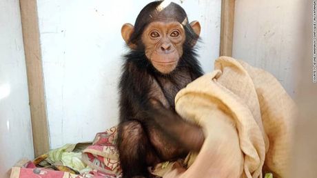 Kidnapovanje beba šimpanzi