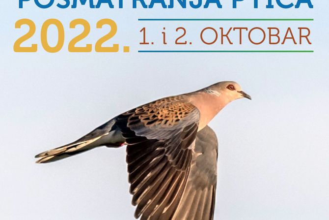 Posmatranje ptica Posmatranje ptica