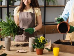 cveće baštovanstvo saksija presađivanje cveća