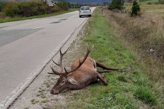 Jelen, Trgovište