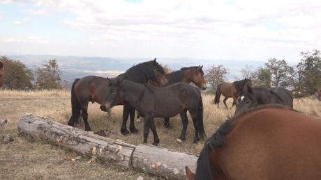 Konji, planina Stolovi